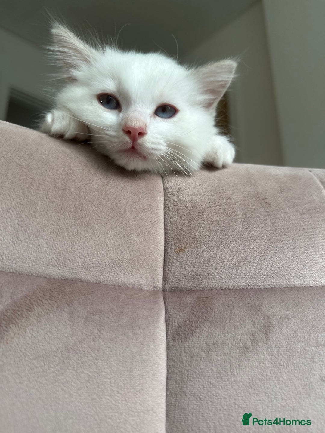 Ragdoll cats for sale: Gorgeous Rare White boy and blue mitted boy  - Image 6