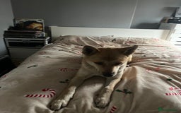 Akita dogs for sale: 3 year old female Akita  - Image 7