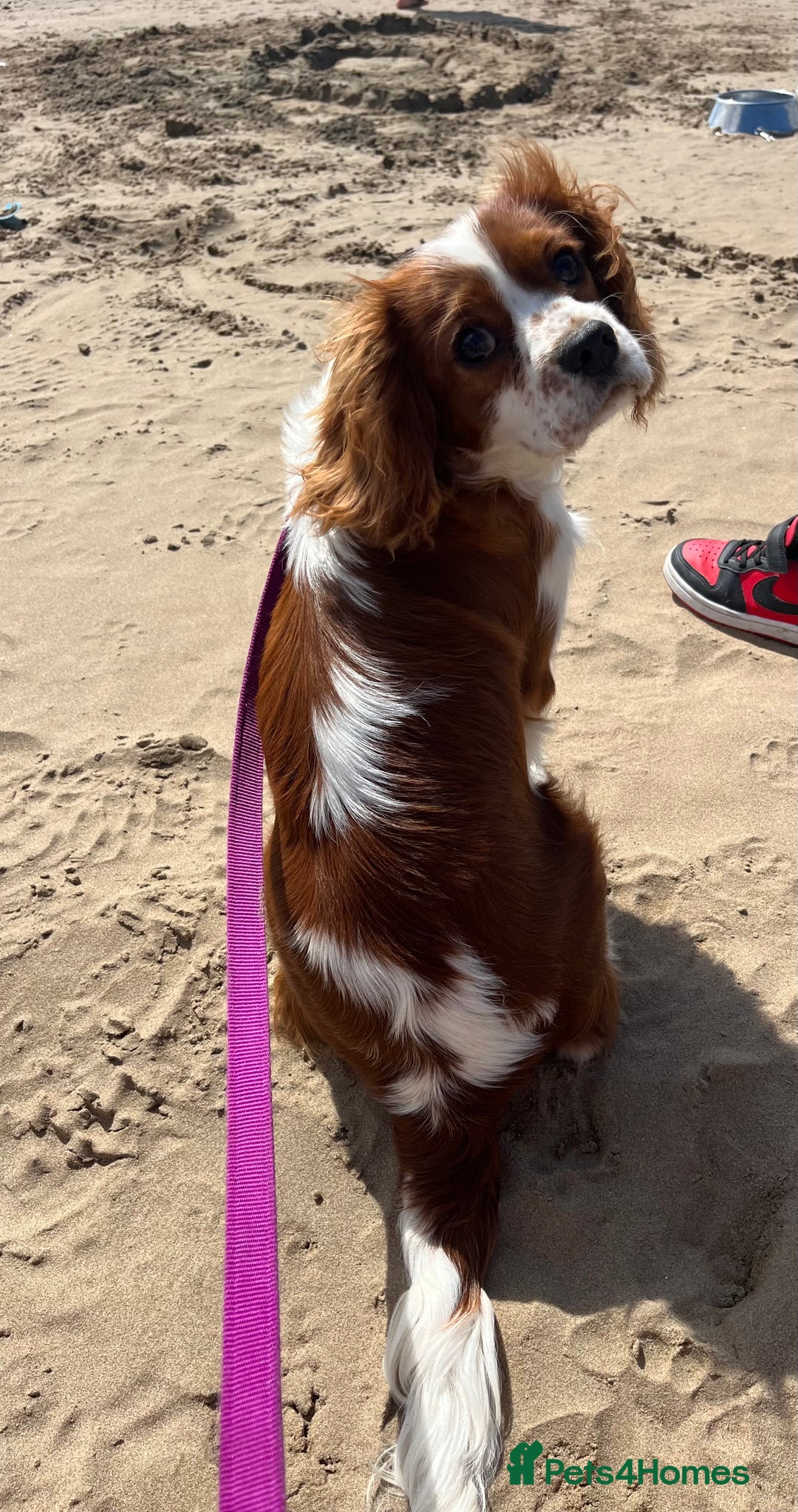 Cavalier King Charles Spaniel dogs for stud: STUNNING KC REG/DNA/HEART TESTED KING CHARLES CAV - Advert 5