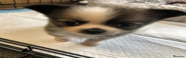 Chihuahua Puppy 2