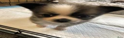 Chihuahua dogs for sale: Longhaired chihuahua puppies - Advert 12