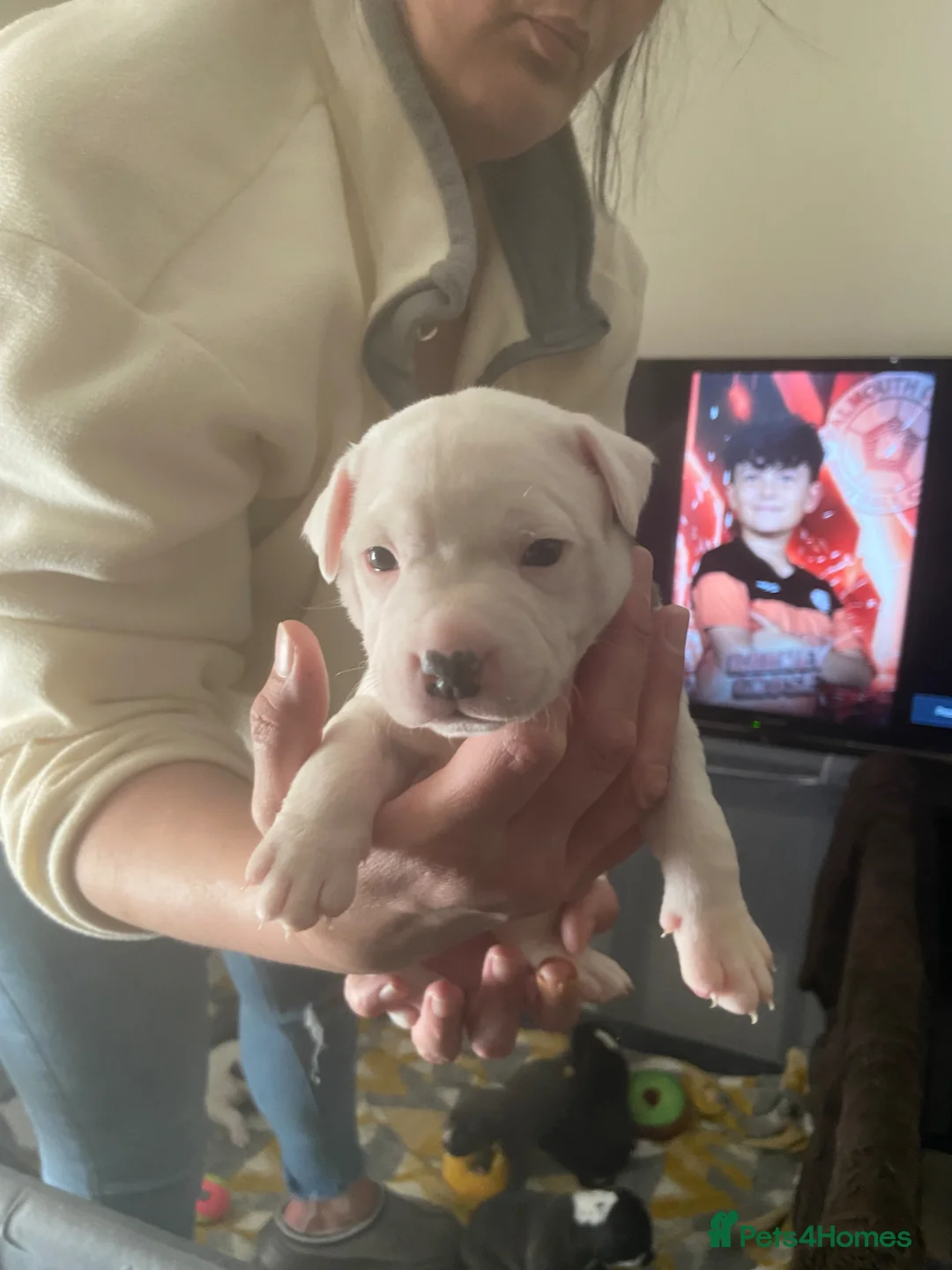 Staffordshire Bull Terrier dogs for sale: Staff Pups in Redruth - Advert 1