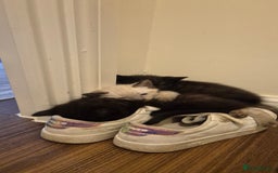 Mixed Breed cats for sale: 2 black male, 1 female white and brown female - Image 7