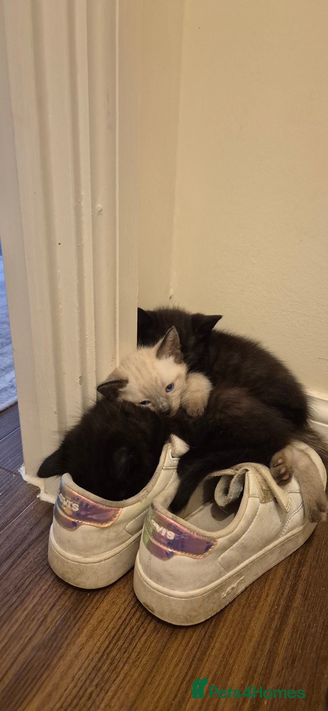 Mixed Breed cats for sale: 2 black male, 1 female white and brown female - Image 7