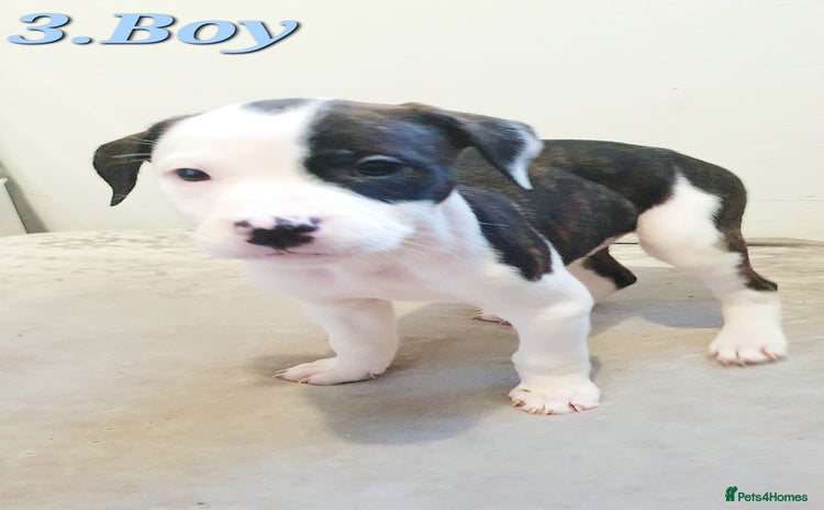Mixed Breed dogs - Advert 1