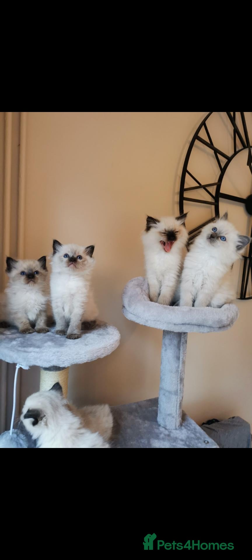 Ragdoll cats Health tested pure breed ragdoll kittens  - Advert 2