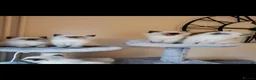 Ragdoll cats for sale: Health tested pure breed ragdoll kittens  - Advert 2