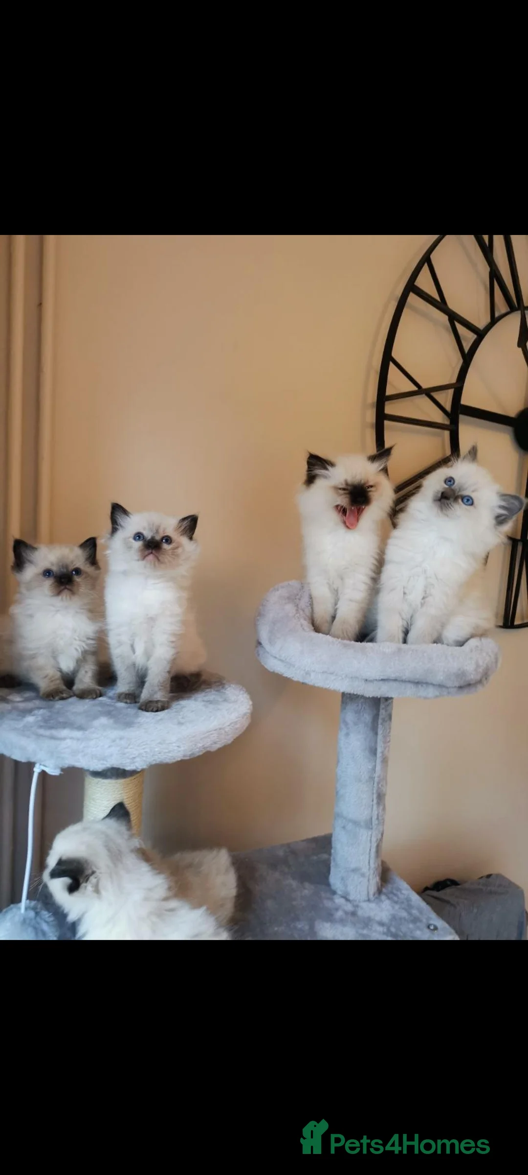 Ragdoll cats for sale: Health tested pure breed ragdoll kittens  - Advert 2