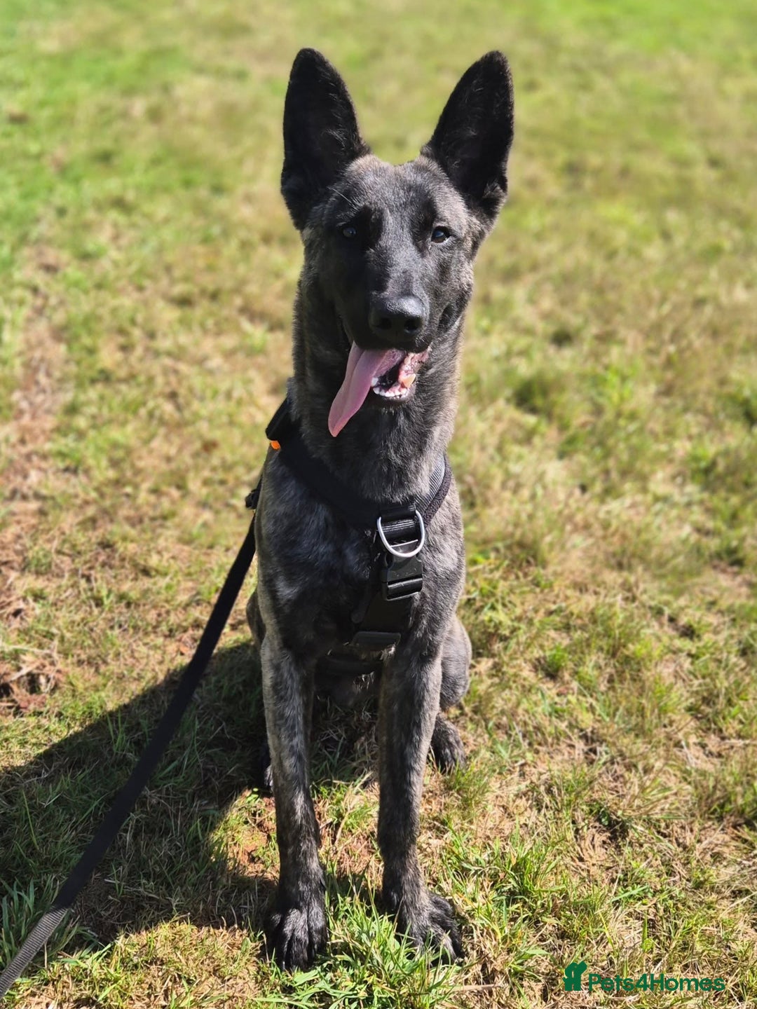 Belgian Shepherd Dog dogs for adoption: RAY - 10 MONTH OLD DUTCH SHEPHERD - Image 2