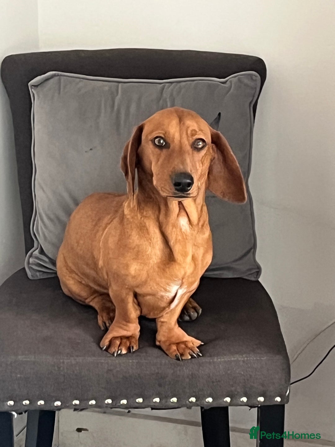 Dachshund dogs for sale: Dachshund Pups need new home - Image 4