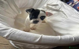 Mixed Breed dogs for sale: Staffordshire Bull Terrier x Jack Russell  - Image 3