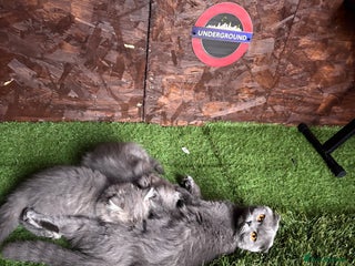 Mixed Breed cats - Advert 18