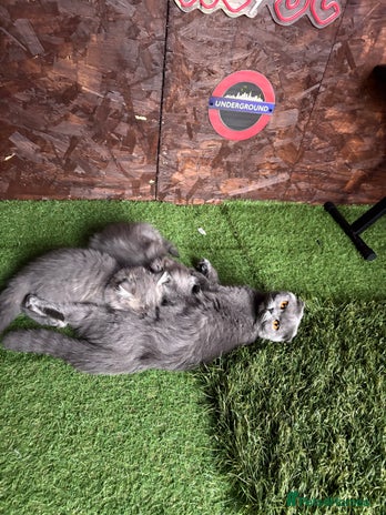 Mixed Breed cats - Advert 5