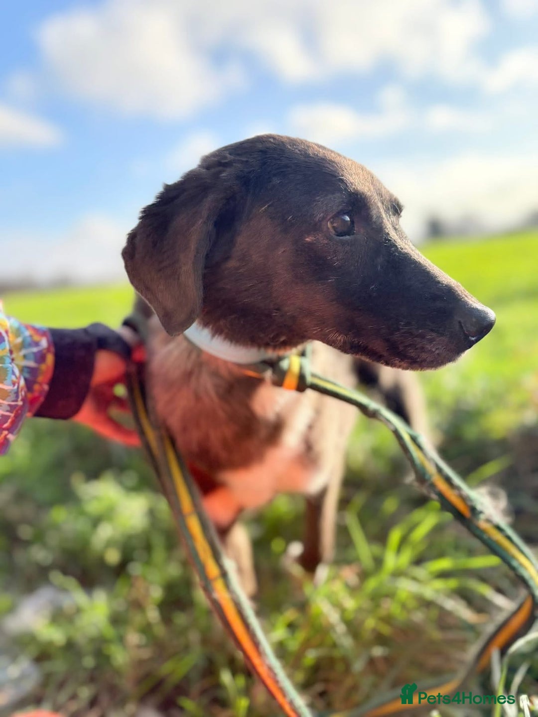 Mixed Breed dogs for adoption: Felice - Norwich Norfolk  - Advert 6