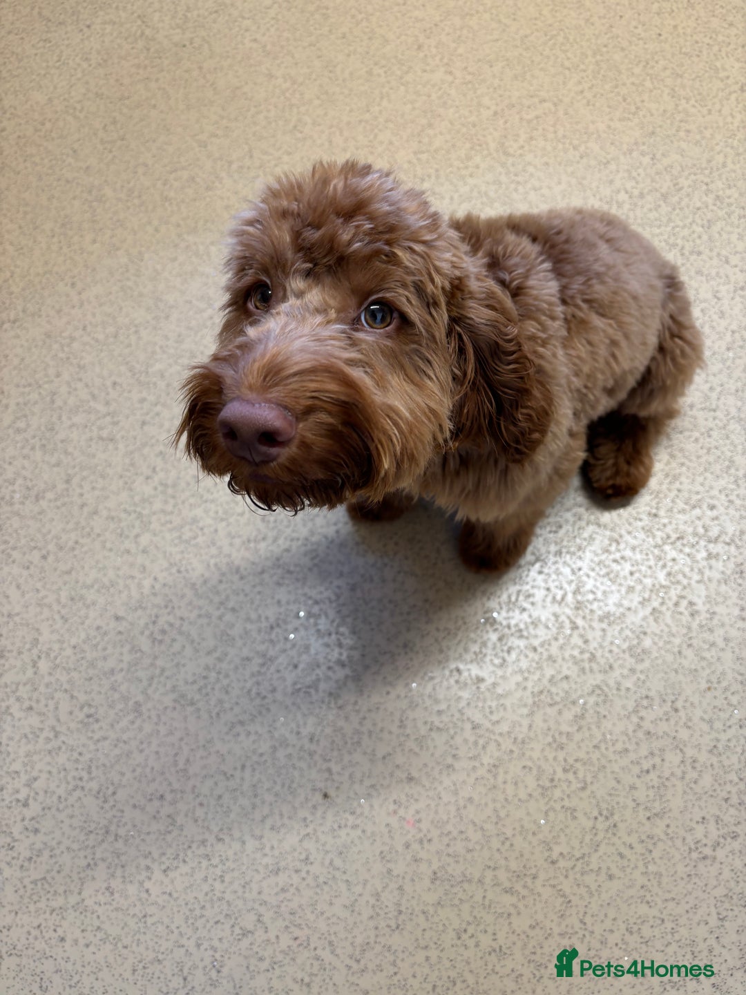 Cockapoo dogs for sale:  Beautiful Rolo - Advert 2