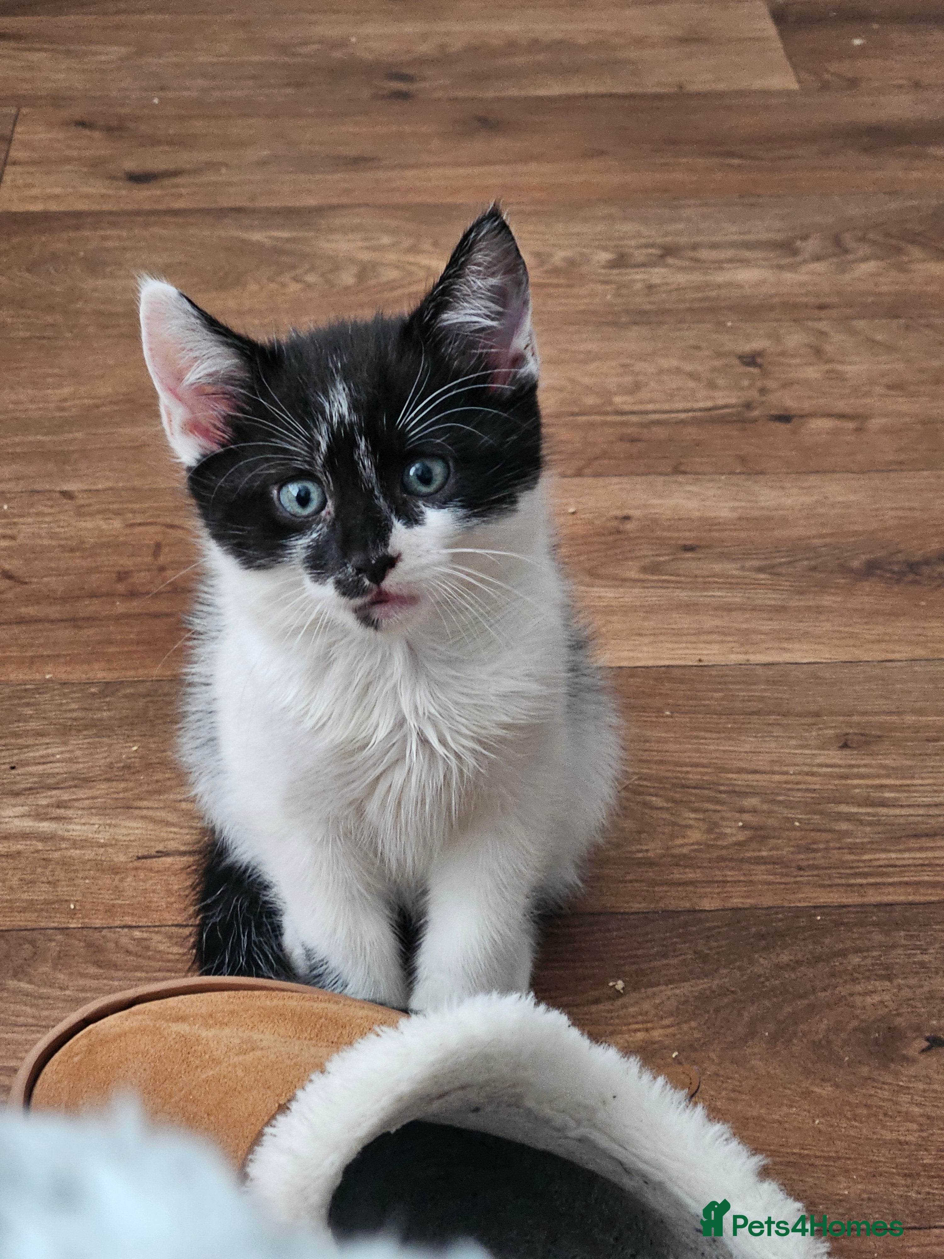 Mixed Breed cats Mixed Maine Coon kittens-Ready 25th of July - Advert 17