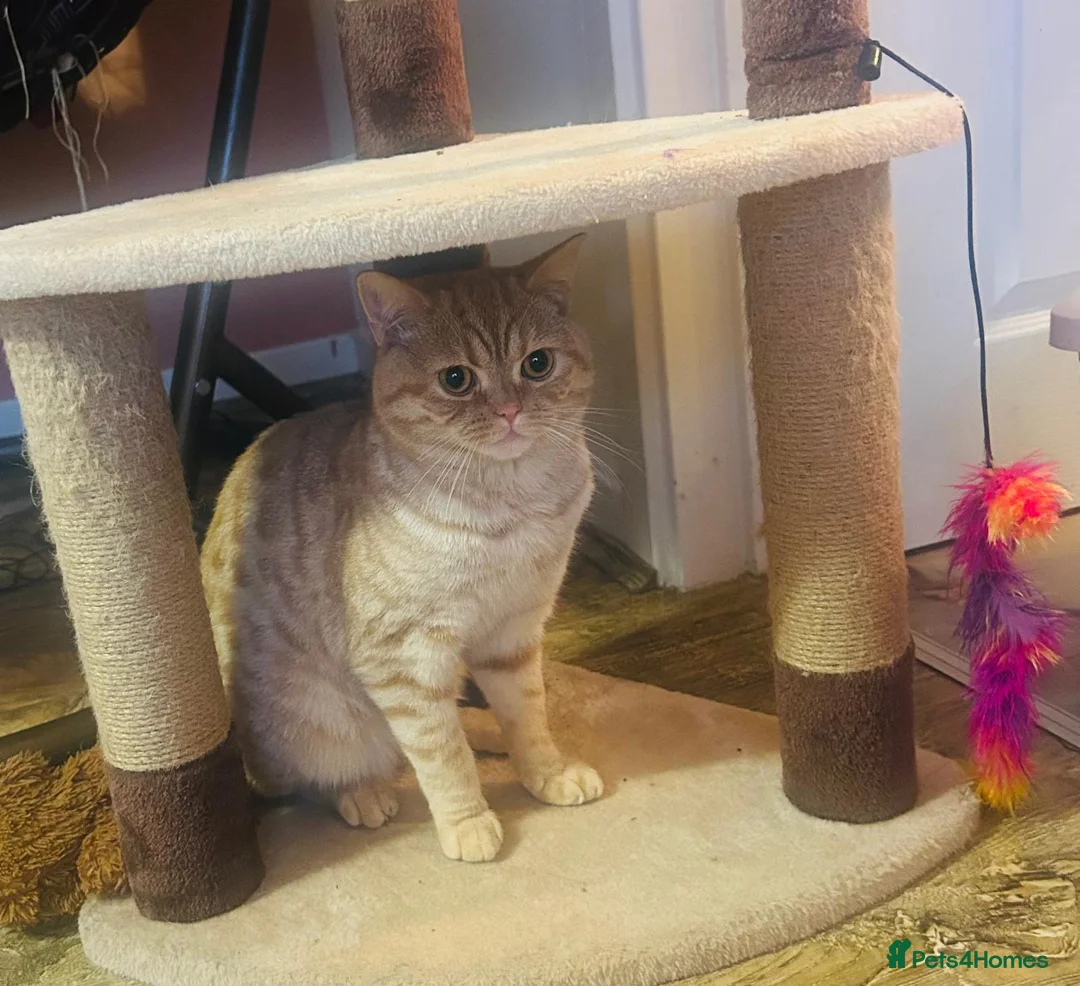 Mixed Breed cats for stud: Stud: 16 m Male British Shorthair x Scottish Fold - Advert 7