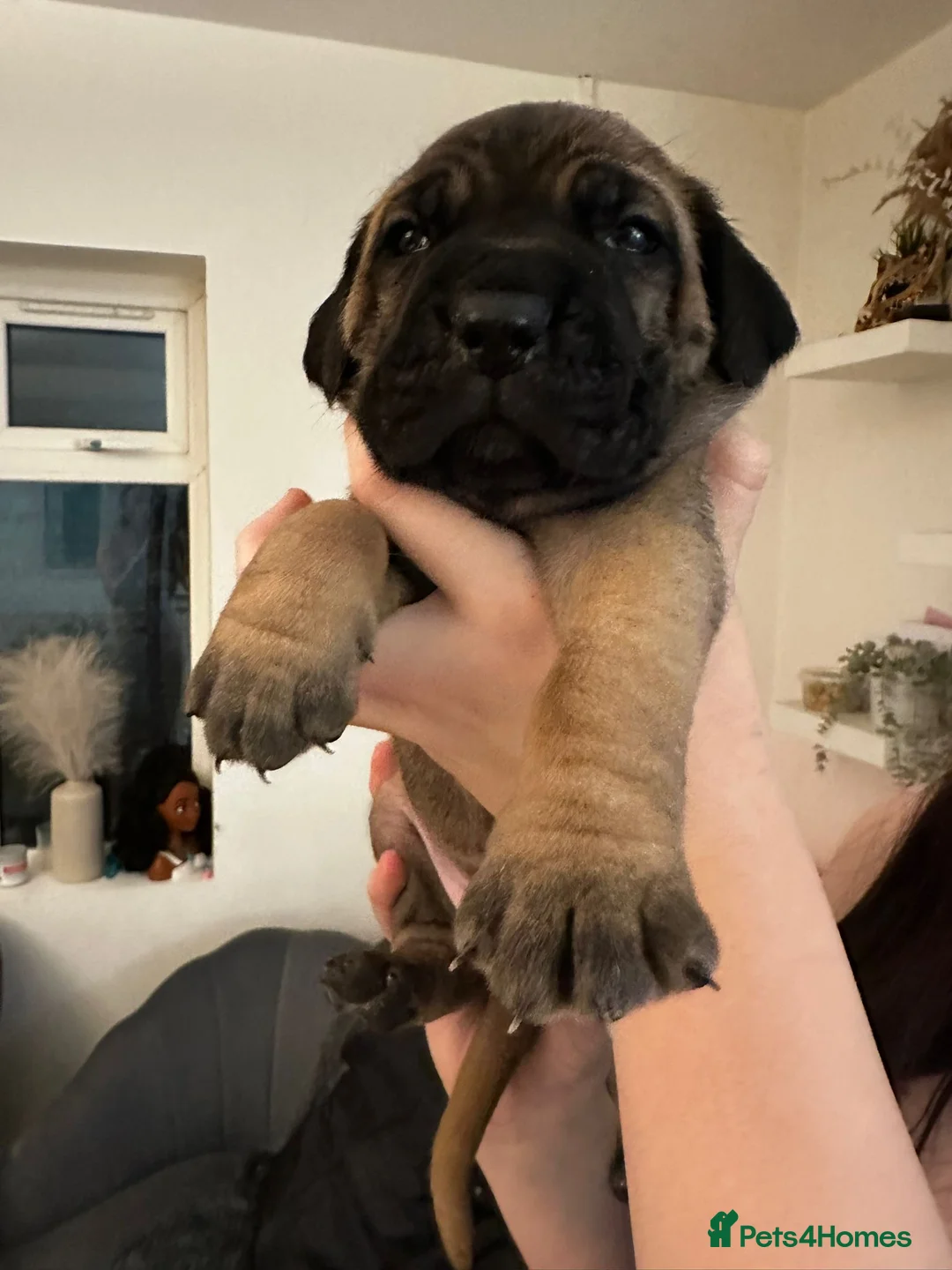 Cane Corso dogs for sale: Ready to go Thursday 2boys 1girl cane Corso pups - Advert 27