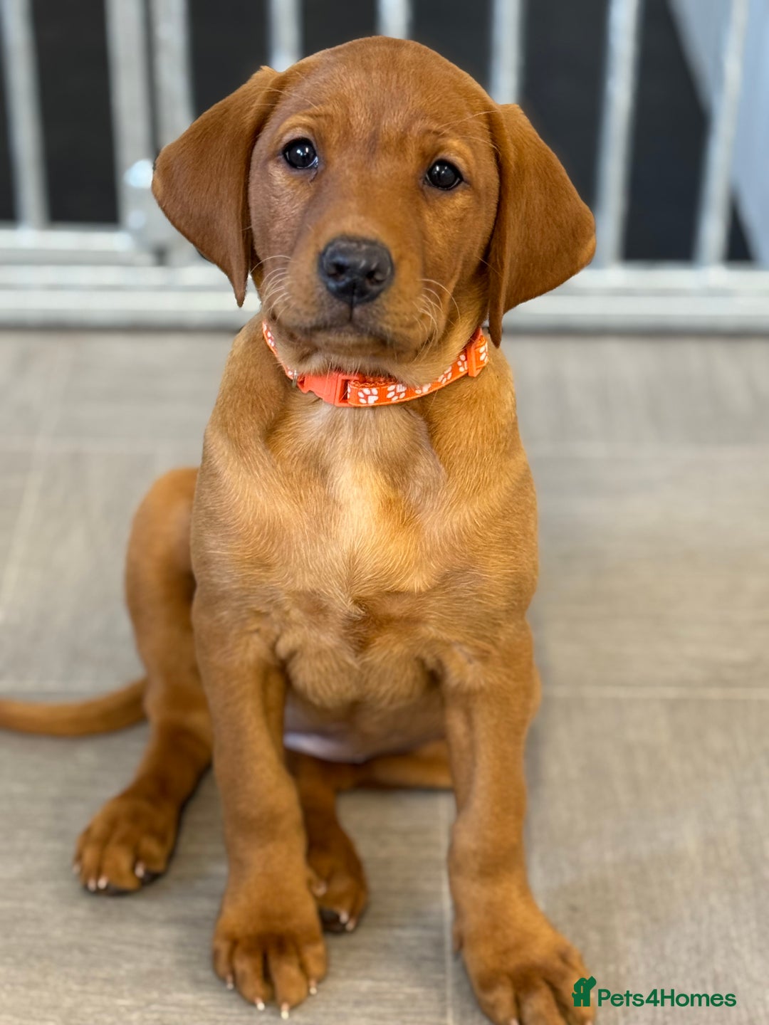 Labrador Retriever dogs for sale: Exceptional KC litter Fox Red Labradors  - Advert 8