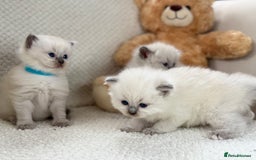Ragdoll cats for sale: Stunning Bluepoint Ragdoll Kittens for sale - Image 24