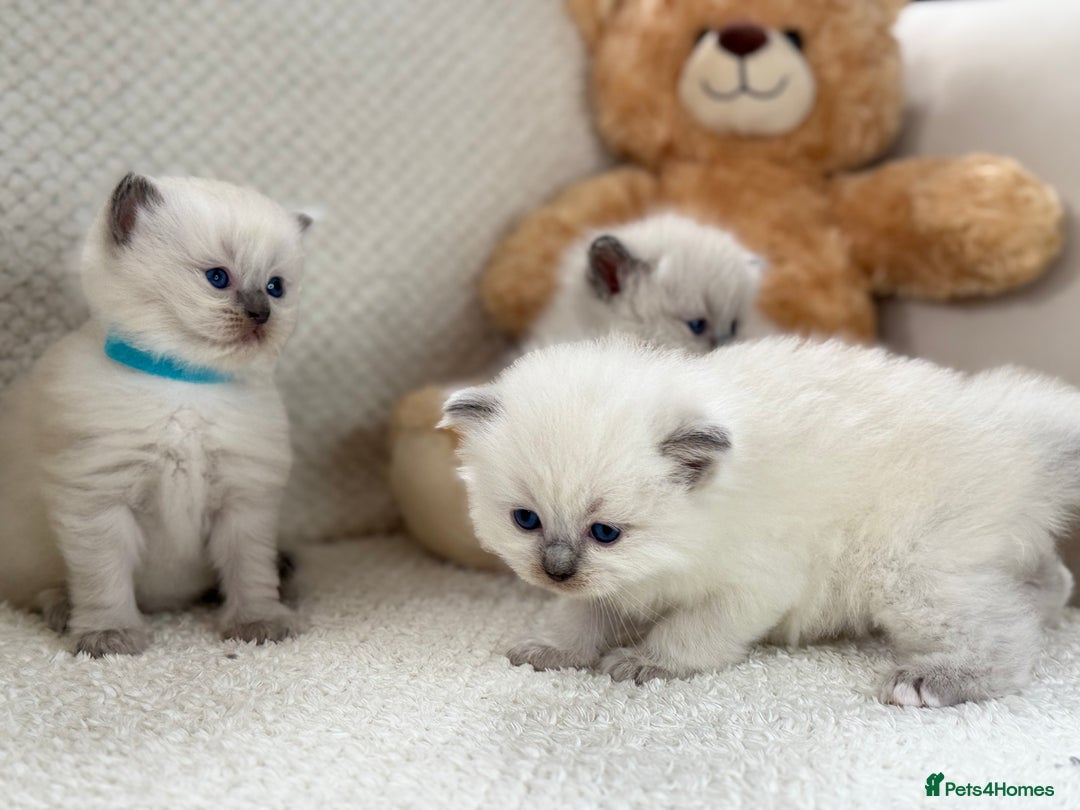 Ragdoll cats for sale: Stunning Bluepoint Ragdoll Kittens for sale - Image 24