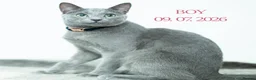 Russian Blue cats for sale: Russian Blue Boy Pedigree  - Advert 4