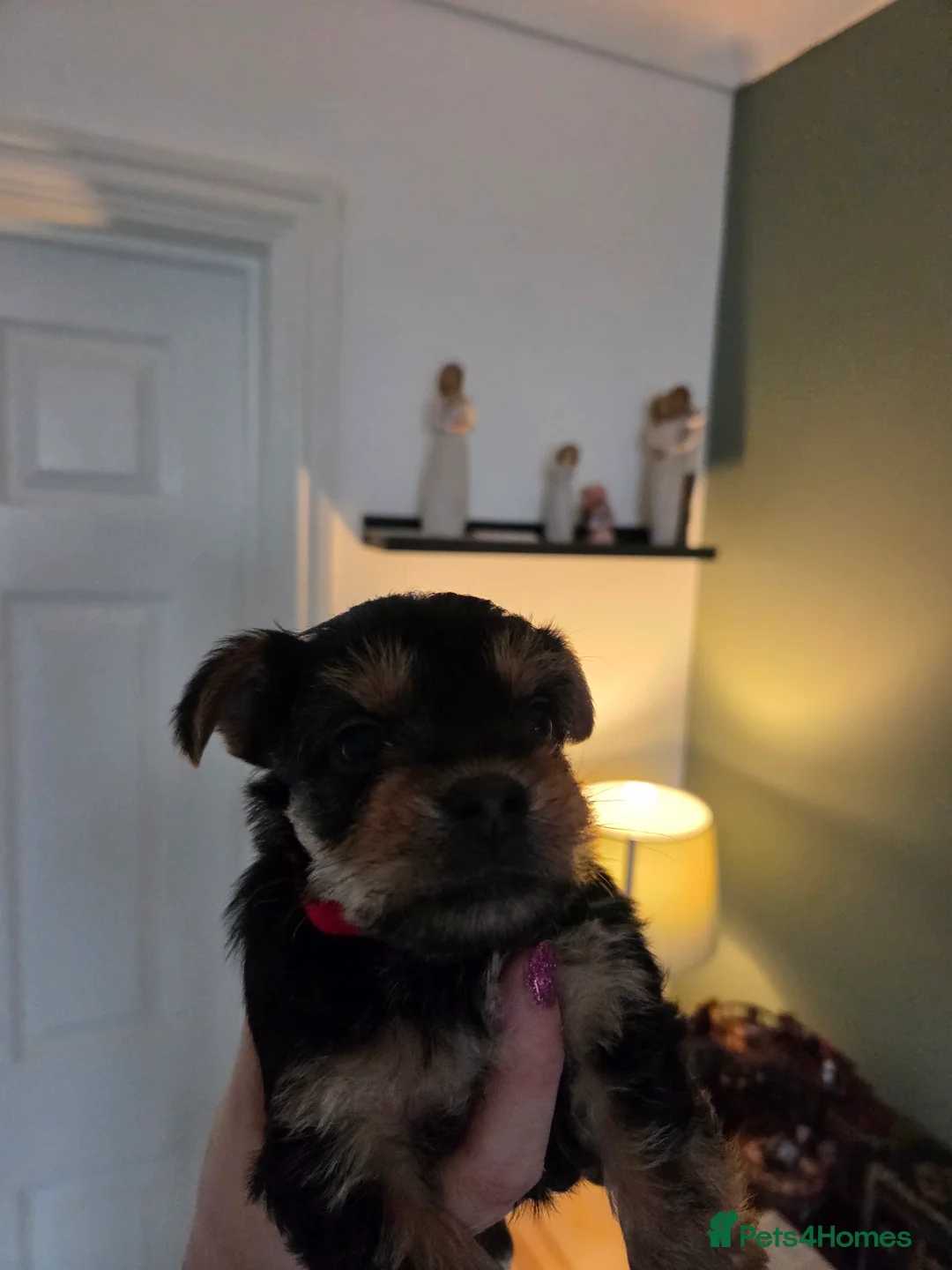 Yorkshire Terrier dogs for sale: Beautiful miniature Yorkshire terrier puppies - Advert 12