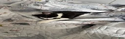 Mixed Breed cats for sale: mochi - Advert 2