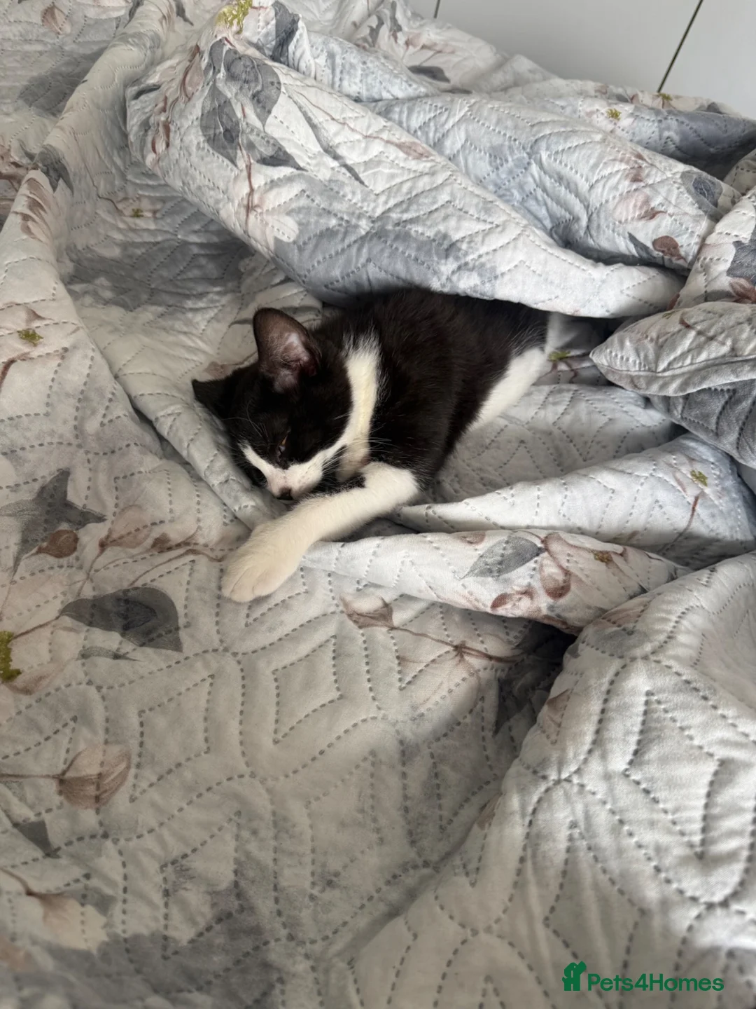 Mixed Breed cats for sale: mochi - Advert 2