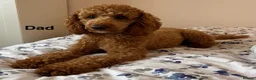 Cavapoochon dogs for sale: Beautiful Cavapoochon Puppies  - Advert 6