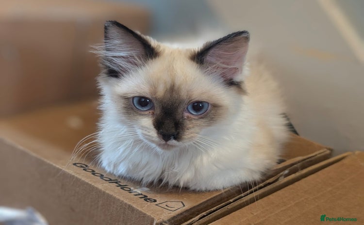 Ragdoll cats - Advert 7