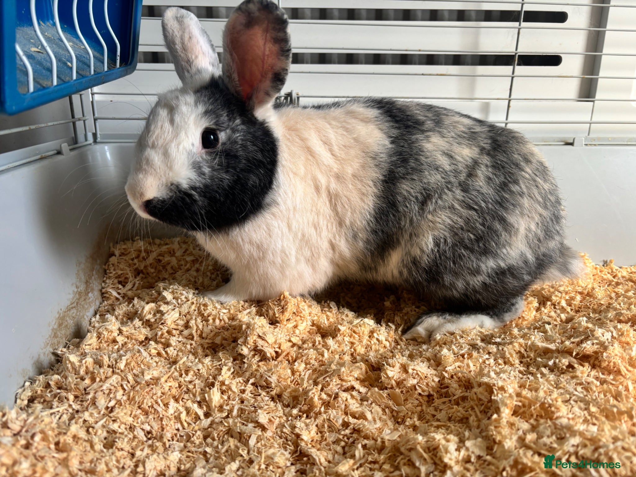 Mixed Breed rabbits Clangus - Advert 1