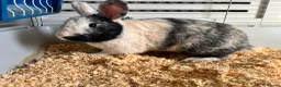 Mixed Breed rabbits for sale: Clangus in Glasgow - Advert 1