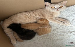 British Shorthair cats for sale: British Shorthair X kittens - Image 8