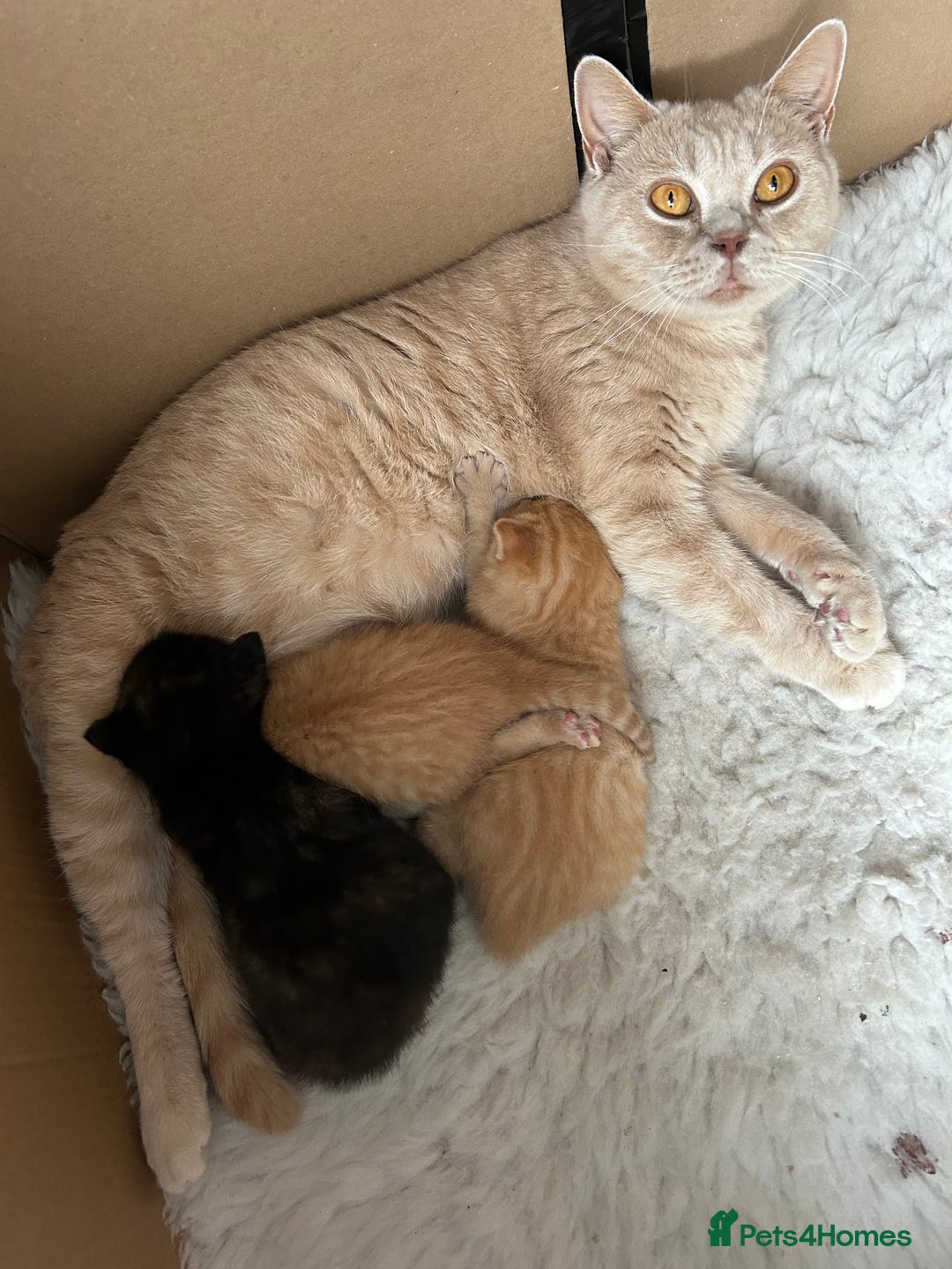 British Shorthair cats for sale: British Shorthair X kittens - Image 8