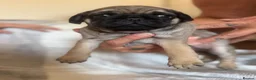 Pug dogs for sale: Pug puppies  - Advert 9