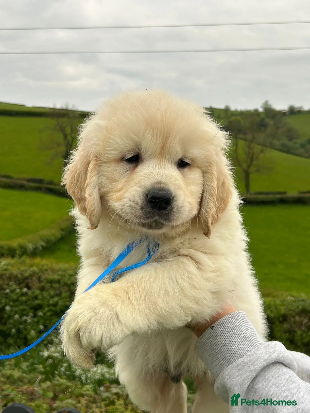 Golden Retriever dogs for sale: 🏆🏆 Fully health tested kc reg boys 🏆🏆 - Advert 12