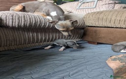 Italian Greyhound dogs for sale: Beautiful KC registered ITALIAN GREYHOUNDS  - Image 4