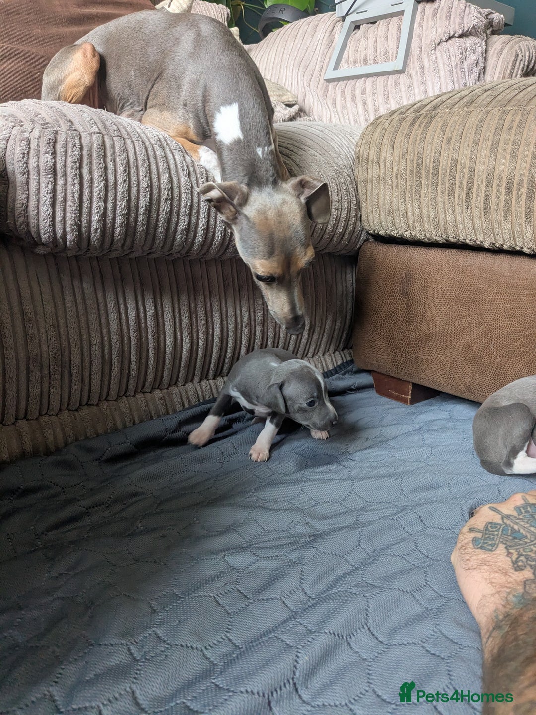 Italian Greyhound dogs for sale: Beautiful KC registered ITALIAN GREYHOUNDS  - Image 4