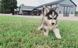 Siberian Husky dogs for sale: Blue Eyes Siberian huskies puppies  - Image 9