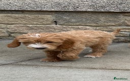 Goldendoodle dogs for sale: F1 miniature Goldendoodle puppies. - Image 5