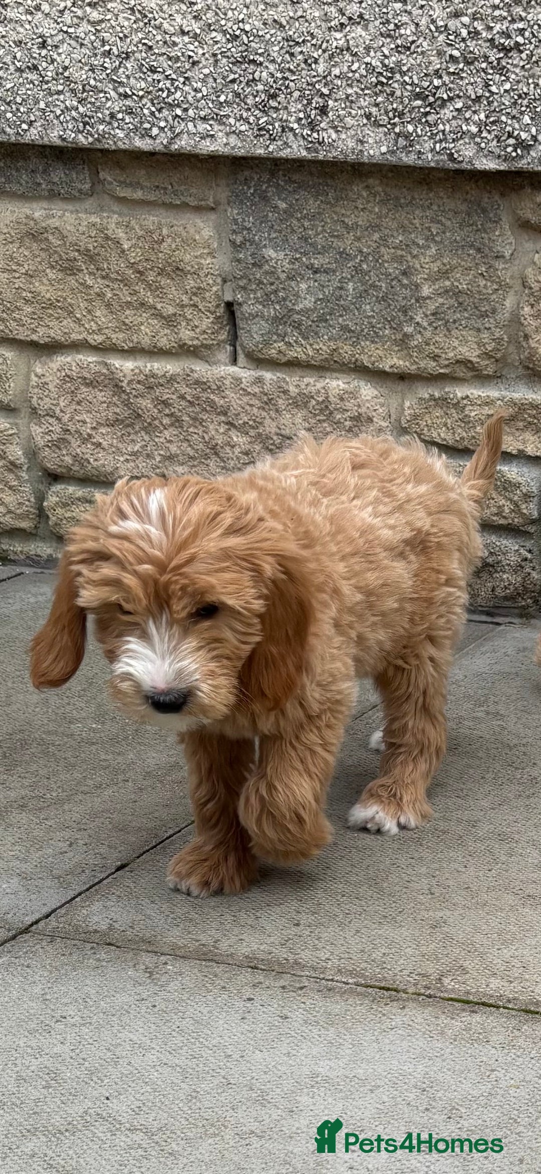 Goldendoodle dogs for sale: F1 miniature Goldendoodle puppies. - Image 5
