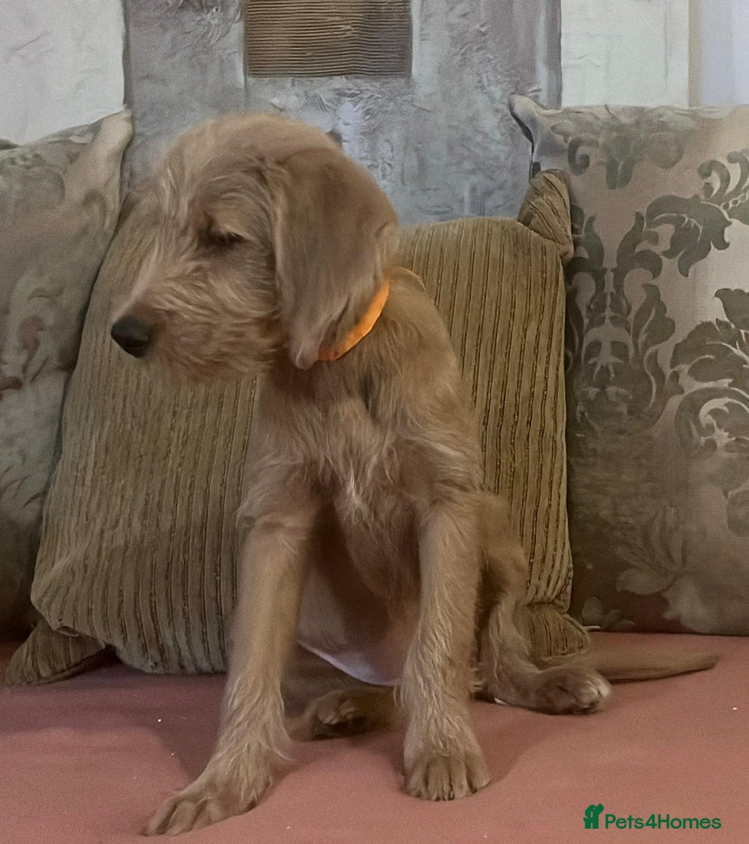 Labradoodle dogs for sale: Absolutely beautiful Labradoodles - Advert 33