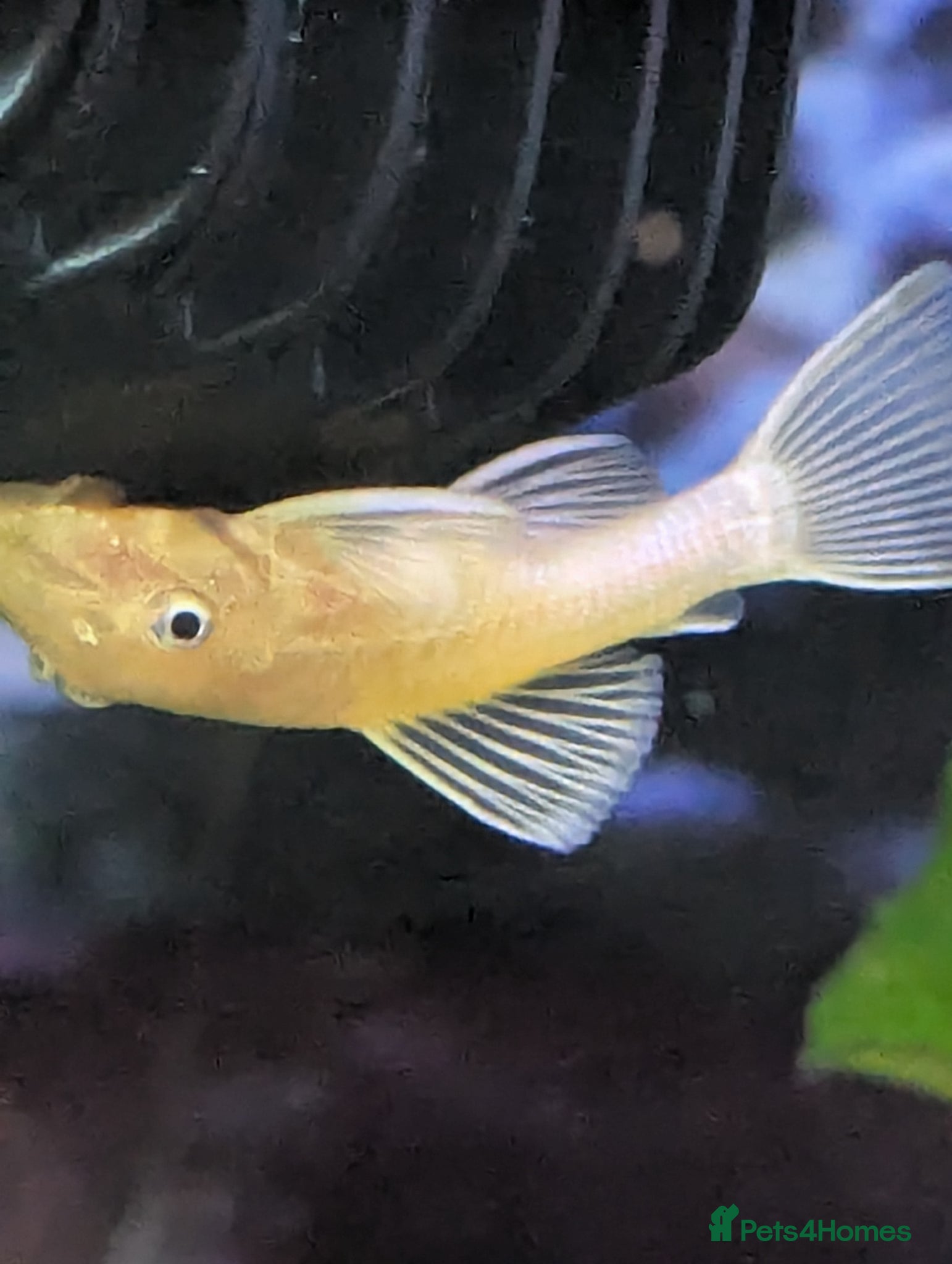 Catfish fish for sale: L144 lemon bristlenose plecos  in Maryport - Advert 6