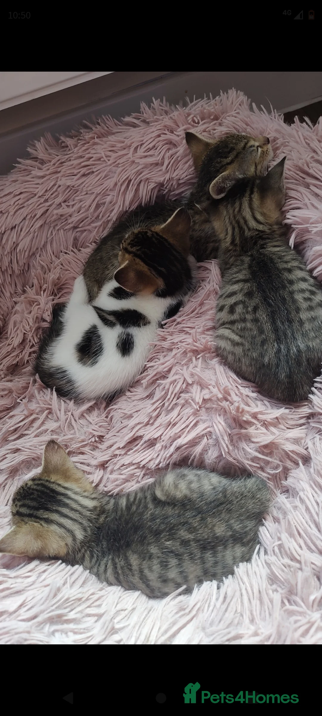 Mixed Breed cats for sale: Beautiful friendly kittens  - Advert 12