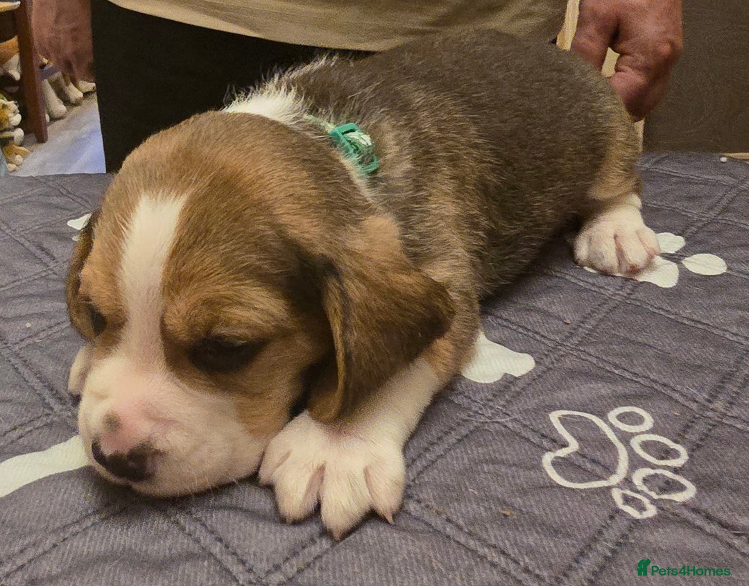 Beagle dogs for sale: KC registered Beagle pups, Rare Blue tri & tri - Advert 19