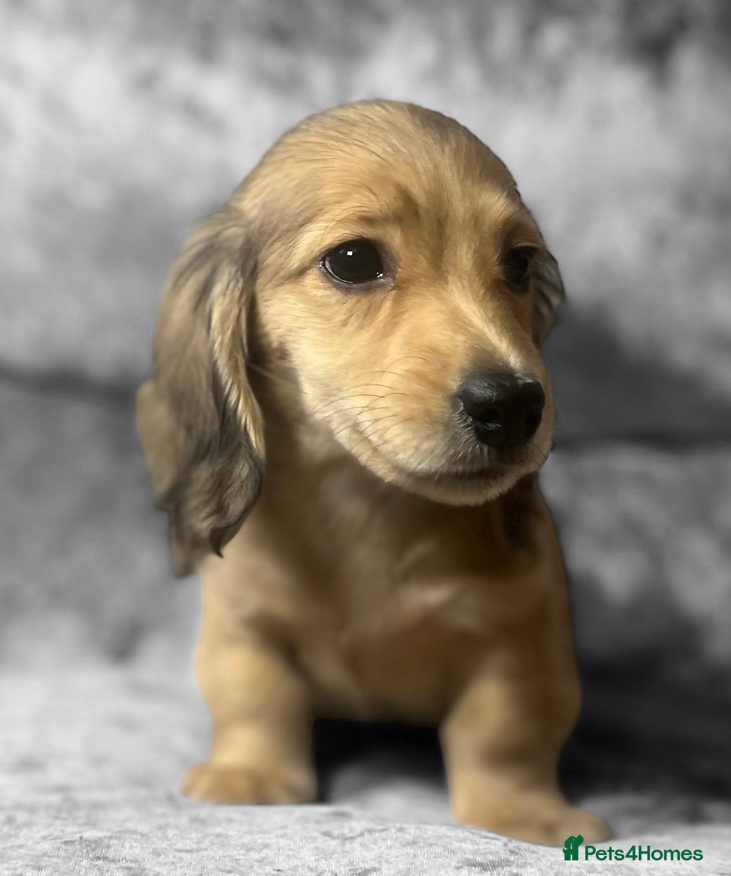 Dachshund dogs KC shaded cream miniature LH dachshunds for sale - Advert 4