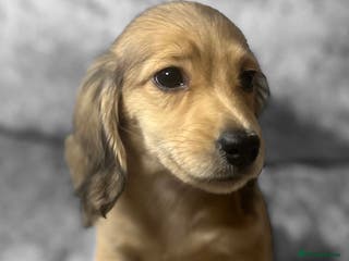 Dachshund dogs KC shaded cream miniature LH dachshunds for sale - Advert 4