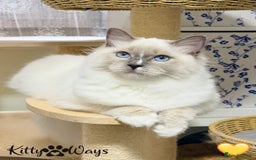 Ragdoll cats for sale: 🐾🩷*TICA REG* EU RAGDOLL KITTENS🌟 DNA CLEAR 🩵🐾 - Image 8