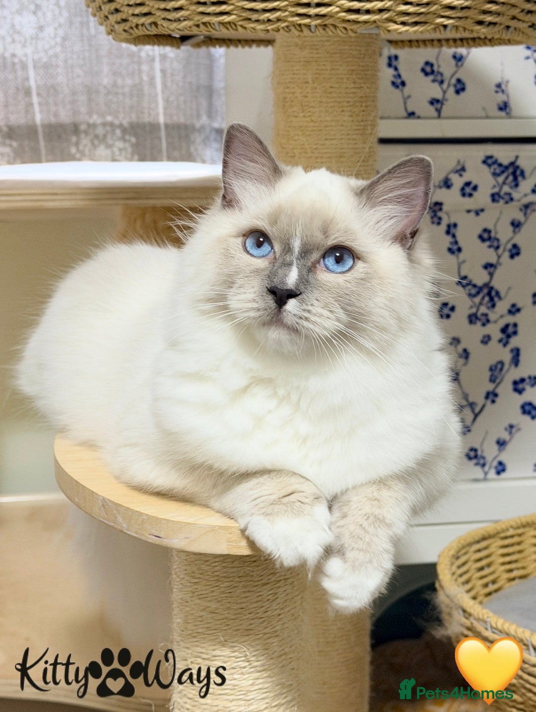 Ragdoll cats for sale: 🐾🩷*TICA REG* EU RAGDOLL KITTENS🌟 DNA CLEAR 🩵🐾 - Image 8
